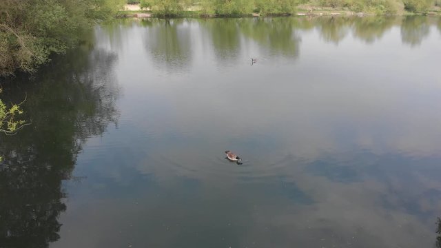Aerial drone clip over a small lake in the English countryside with ducks swimming calmly