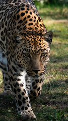 Fototapeta na wymiar Leopard sneaking forward to watch and hunt.