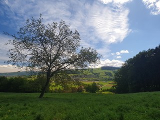 landscape with trees