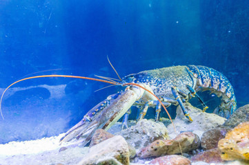 A very beautiful blue lobster
