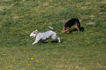 Two mixed-breed dogs, one black-brown and the other white-gray, run after a small rubber ball is...