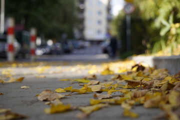 dry yellow leaves lie on the paving slabs under the feet of passers-by. change of seasons, dry and bright autumn in the city. blurring the background