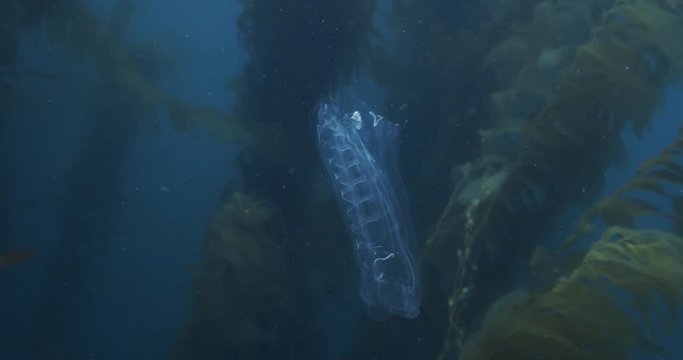 Unidentified salp floats by kelp.