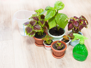 Different plants Coleus grow in flowerpot on windowsill. Red-green leaves of the Coleus Blum. An ornamental plant with. Mix of Coleus plants, colorful foliage. Set of house plants in pots. Shank