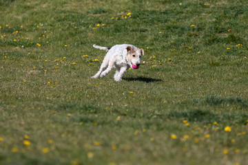 A mixed-breed white-gray dog quickly runs after a rubber ball and retrieves it.