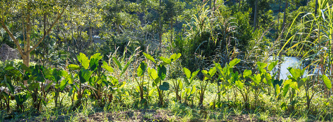 Fototapeta na wymiar Fundo verde com plantação de taioba
