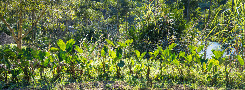 Fundo verde com planta&ccedil;&atilde;o de taioba