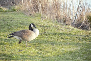 geese
