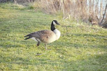 geese