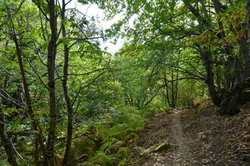 Fototapeta na wymiar path through the lush forest