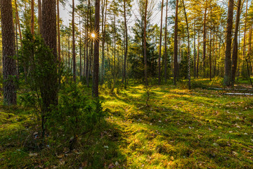 Sunrise in the forest. Beautiful landscape.
