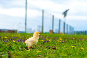  small yellow chicken walks in the summer on the green grass in the village