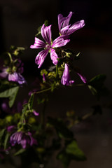 Fototapeta na wymiar Beautiful spring background with fresh purple flowers.