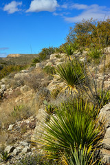 Agave, yucca, cacti and desert plants in a mountain valley landscape in New Mexico,