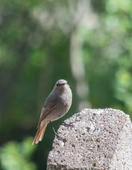 small grey bird green sparrow