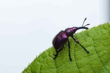 Fototapeta premium Weevil Beetle (Rhynchites bacchus) on a green leaf. Pest for fruit trees. a problem for gardeners and farmers.