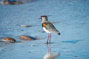 little bird walking on the beach