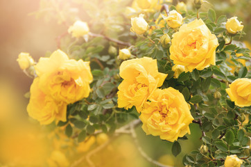 Yellow blooming roses botanical floral bright background
