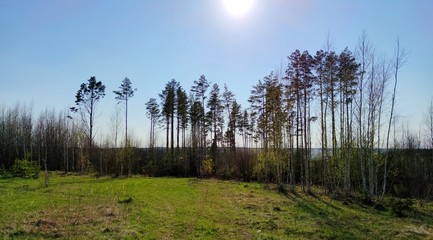 in a clearing near slender and tall trees in the rays of the evening sun