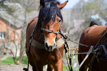harnessed horses outdoor. Rural landscape