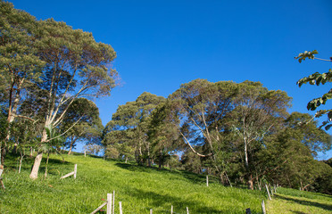 Colina verde com árvores