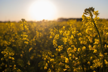 Obraz premium Sonnenuntergang im Rapsfeld