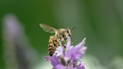 Abeja buscando alimento en primavera