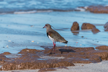 little bird walking on the beach