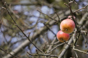 the last red apples on empty branches against the blue sky in autumn. the change of pore years,...