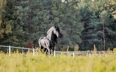 Beautiful black horse. The Friesian stallion gallops in the autumn meadow in the sun © agnieszka