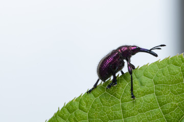 Weevil Beetle (Rhynchites bacchus) on a green leaf. Pest for fruit trees. a problem for gardeners...