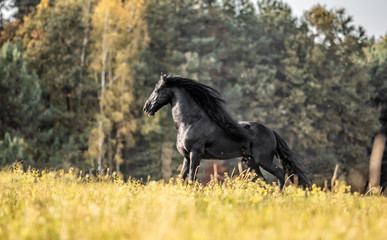 Fototapeta na wymiar Beautiful black horse. The Friesian stallion gallops in the autumn meadow in the sun