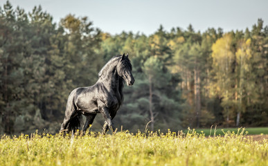 Beautiful black horse. The Friesian stallion gallops in the autumn meadow in the sun - obrazy, fototapety, plakaty