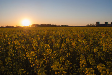 Sonnenuntergang im Rapsfeld
