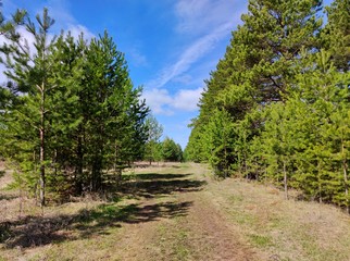 a path between green pines against a rich blue sky with clouds on a sunny day