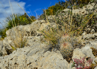 Cacti and other desert plants grow among stones in a mountain landscape in New Mexico, USA