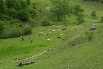 Fototapeta na wymiar A herd of cows grazes in a meadow next to the shepherd’s house. Carpathian. Carpathian mountains.