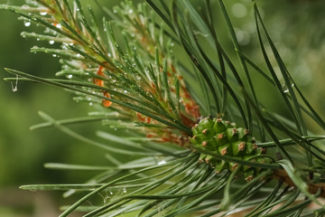 Naklejka na ściany i meble Green cone grows on a pine tree.