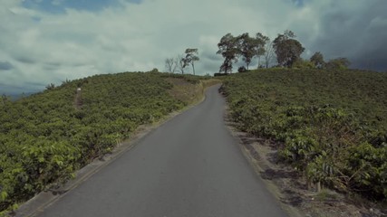 POV dolly move of a road between coffee fields in a Colombian beautiful coffee farm