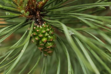 Green cone grows on a pine tree.