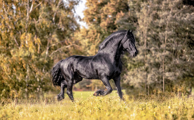 Beautiful black horse. The Friesian stallion gallops in the autumn meadow in the sun © agnieszka