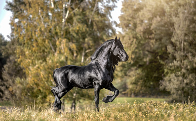 Beautiful black horse. The Friesian stallion gallops in the autumn meadow in the sun © agnieszka