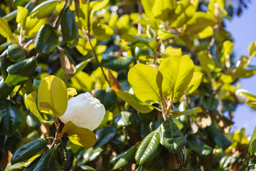 A large, creamy white southern magnolia flower is surrounded by glossy green leaves of a tree. White petal close up