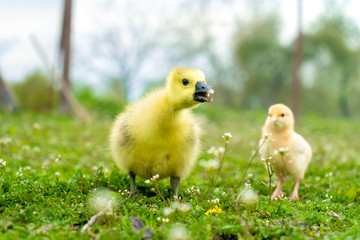  a small yellow chicken and a goose chick walk in the summer on the green grass in the village