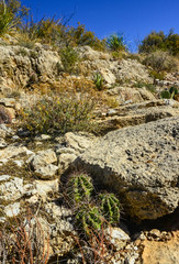 Cacti (Echinocereus sp.) and other desert plants in the mountains landscape in New Mexico, USA