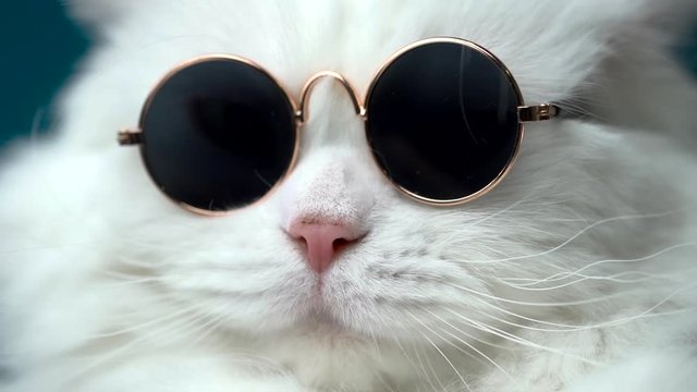 Portrait of highland straight fluffy cat with long hair and round sunglasses. Fashion, style, cool animal concept. Studio footage. White pussycat on blue background.