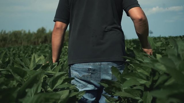 Agricultor caminando entre parcelas de soja