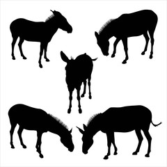 Vector set of black and grey donkey on white background. Donkey, great design for any purposes. Black head horse icon.  Realistic isolated illustration. Farm animal livestock.