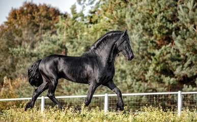 Obraz na płótnie Canvas Beautiful black horse. The Friesian stallion gallops in the autumn meadow in the sun