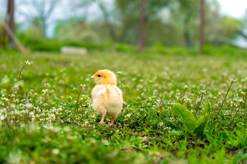  small yellow chicken walks in the summer on the green grass in the village
